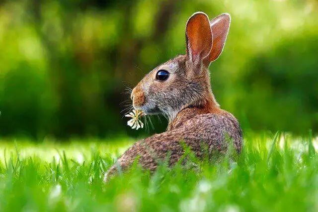 conejo de orejas grandes comiendo hierba
