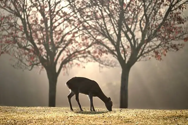 el ciervo comiendo hierba en un amanecer
