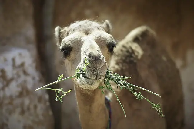 foto ampliada de un camello comiendo hierba