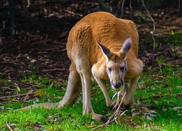 un canguro rojo grande que come en una hierba verde