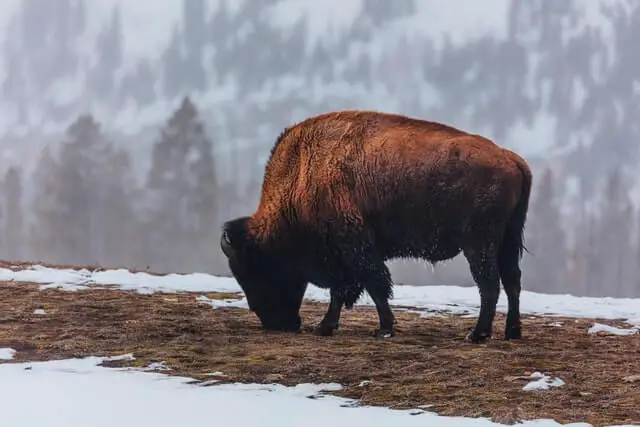 gran bisonte marrón en una montaña come hierba