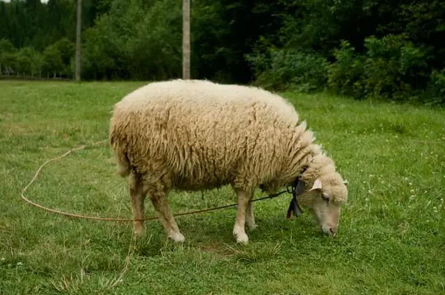 una oveja domestica pastando