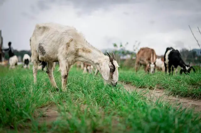 cabras pastando hierba verde