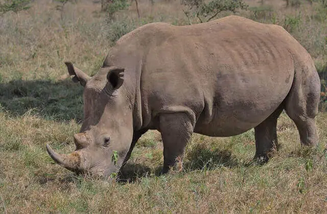 rinoceronte marrón comiendo hierba en la naturaleza