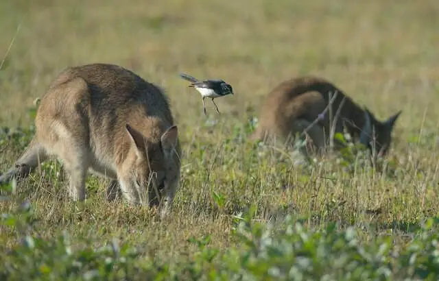 dos canguros comiendo hierba