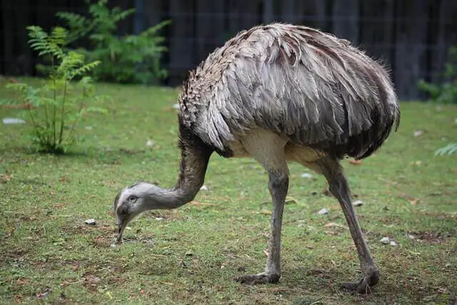 pájaro bípedo emú