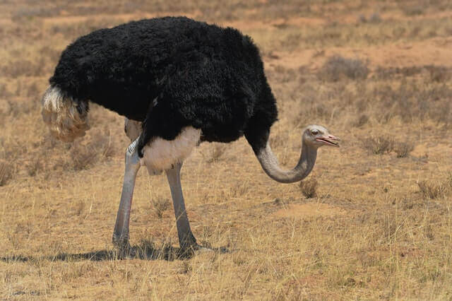 avestruces pájaro de dos patas