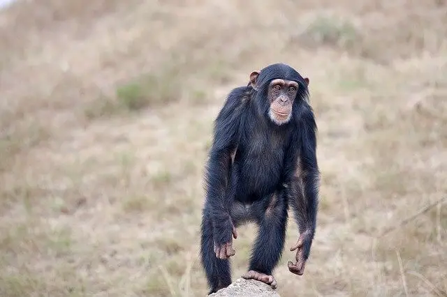 chimpancé que camina en dos piernas