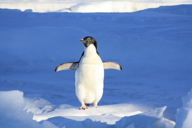 pinguino andando en dos patas