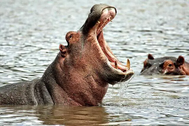 fuerza de mordida de hipopótamo