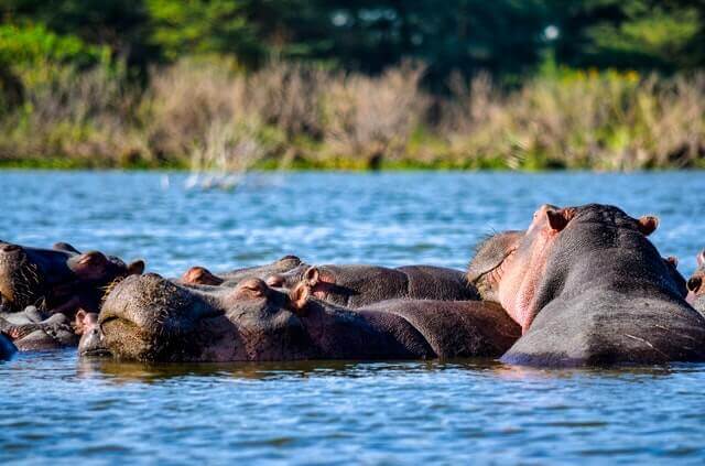 hipopótamo ataque y defensa