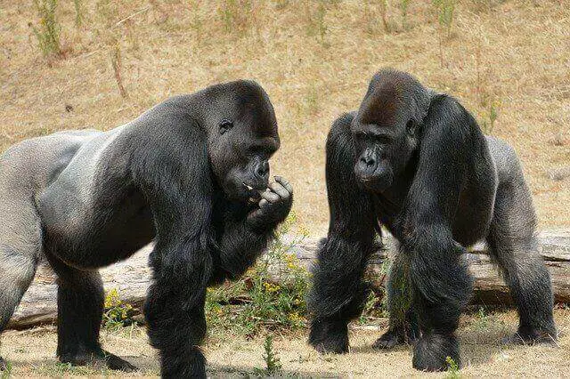 ataque y defensa de gorilas