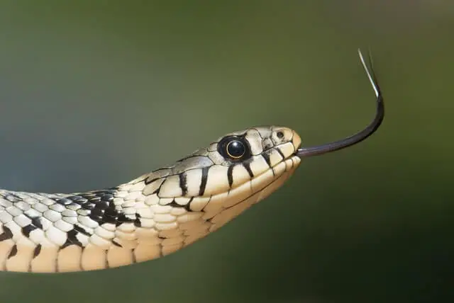 serpiente sin orejas