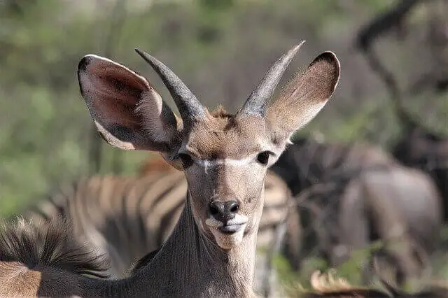 animales con orejas grandes