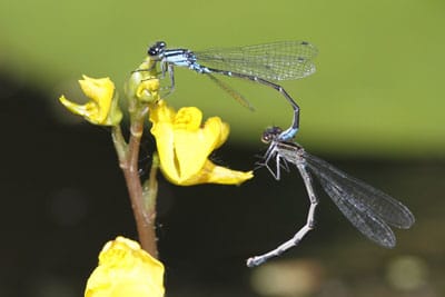 Bluet Damselfly apareándose en una flor Bladderwort