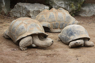 tortugas de aldabra