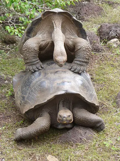 Cría de tortugas de Galápagos