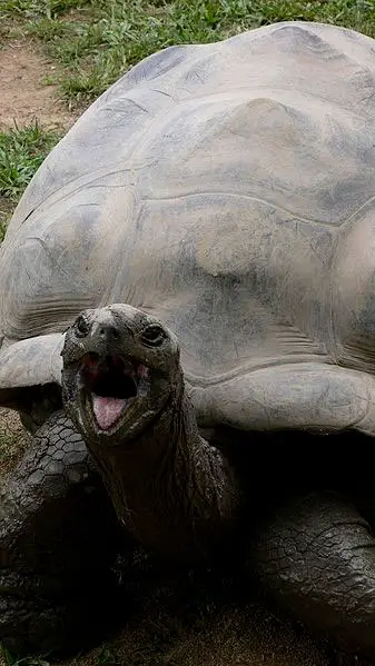 tortuga gigante de Galápagos