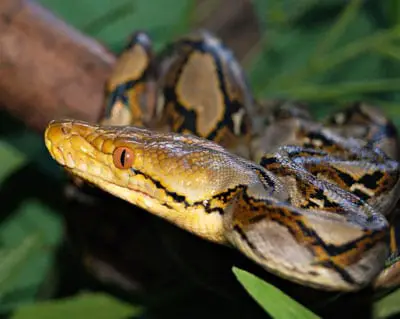 Artículo detallado sobre serpientes grandes