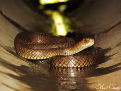 Serpiente marrón oriental