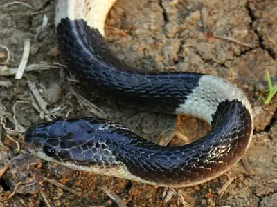 Serpiente Krait Azul