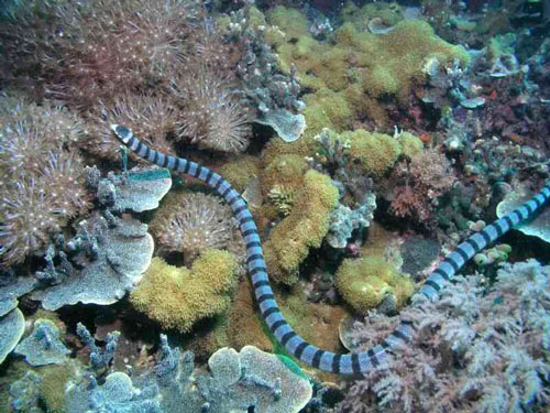 Serpiente de mar eructadora
