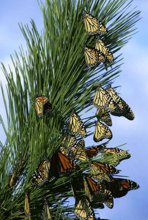 Migración de la mariposa monarca