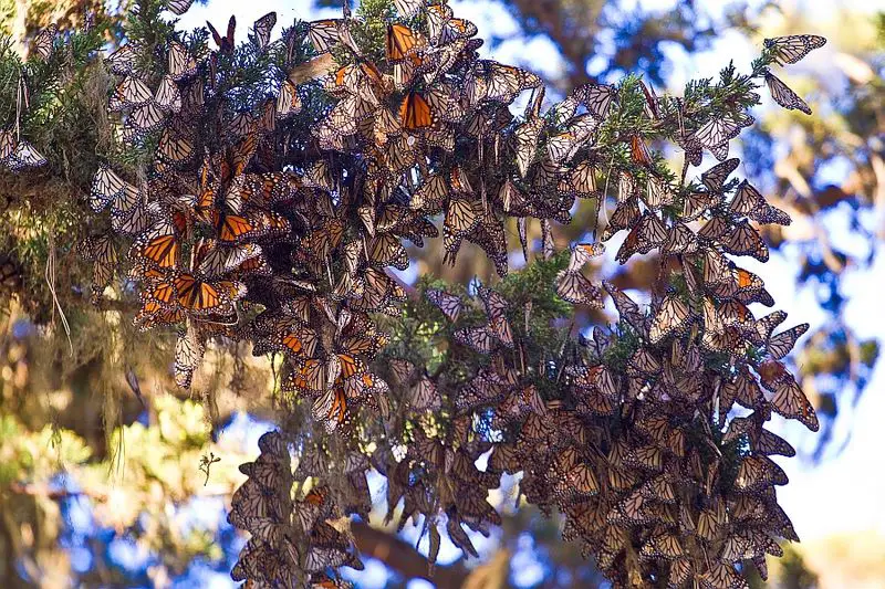 Mariposas monarca invernando en el Monarch Grove Sanctuary en Pacific Grove, California