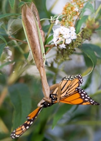 Mantis comiendo un monarca