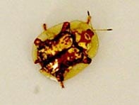 escarabajo dorado 2