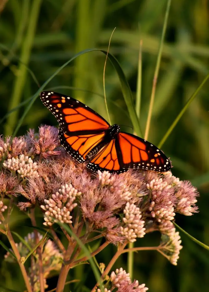 Cerrar mariposa monarca