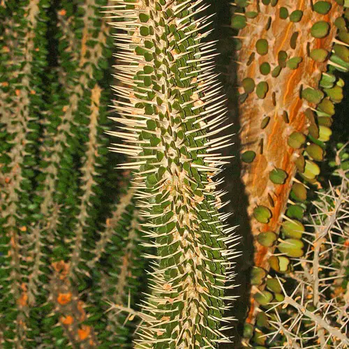 Didiereaceae