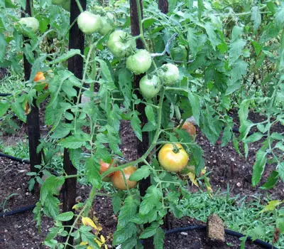 tomates en crecimiento