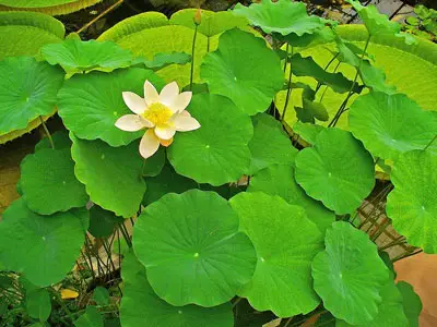 Flor de loto