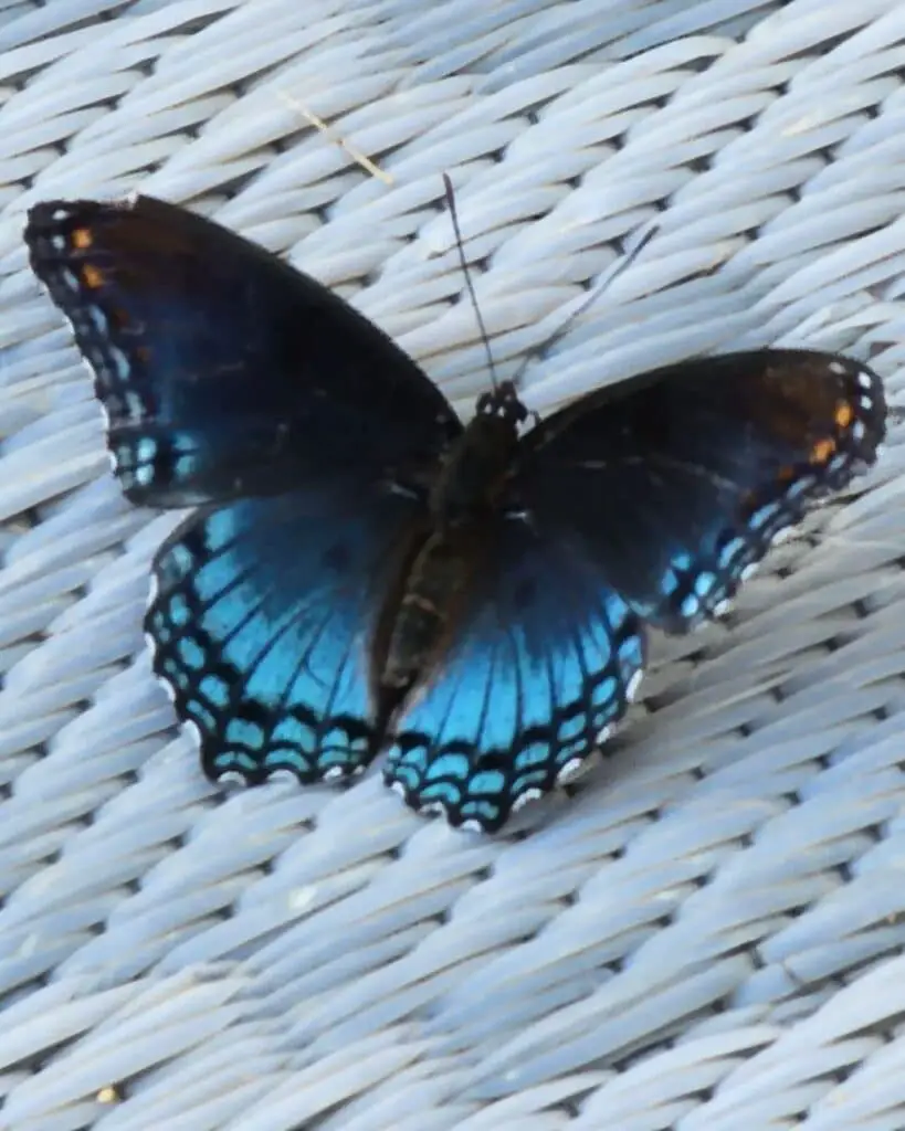 Mariposa cola de golondrina azul