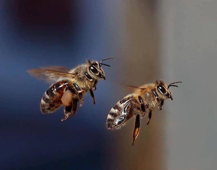 abejas albañiles