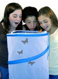 Estos niños pudieron observar cómo las orugas de Painted Lady se convertían en mariposas