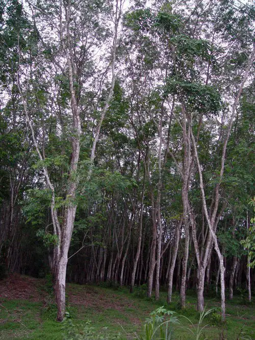 Plantación de árboles de caucho