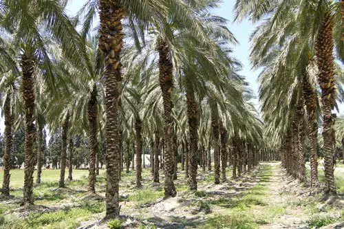Plantación de aceite de palma