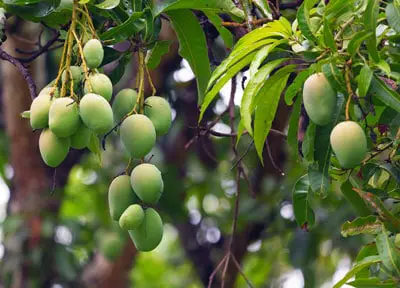 Árbol de mango