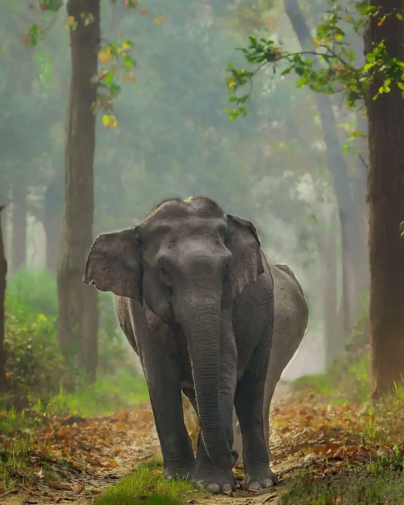 elefantes indios