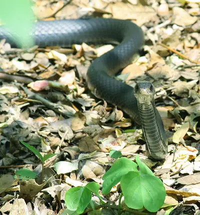 Serpiente corredora negra