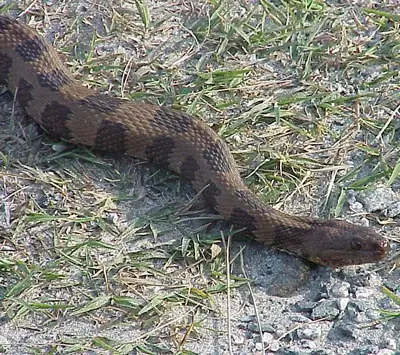 Serpiente de agua marrón