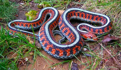 Thamnophis Sirtalis Fitchi