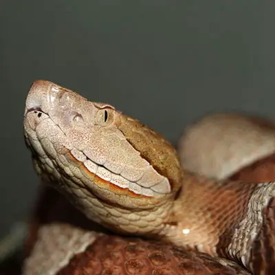Serpiente cabeza de cobre