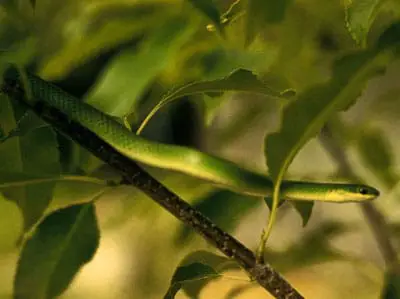 Serpiente verde lisa