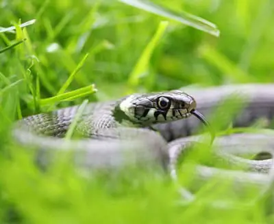 Serpiente de hierba