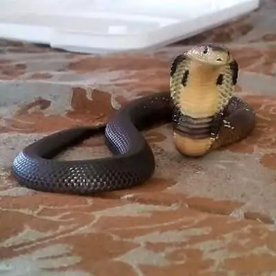 Cobra con monóculo