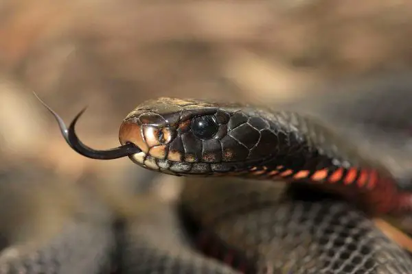 Serpiente negra de vientre rojo