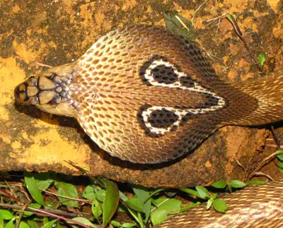 cobra india